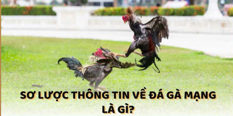 Sơ bộ thông tin về đá gà mạng là gì cùng 99ok