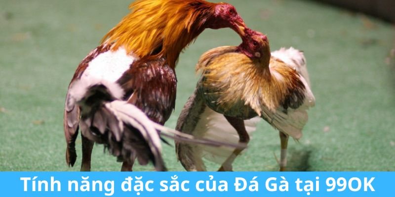 Theo dõi và đặt cược cùng thể loại đá gà tre tại đá gà 99OK